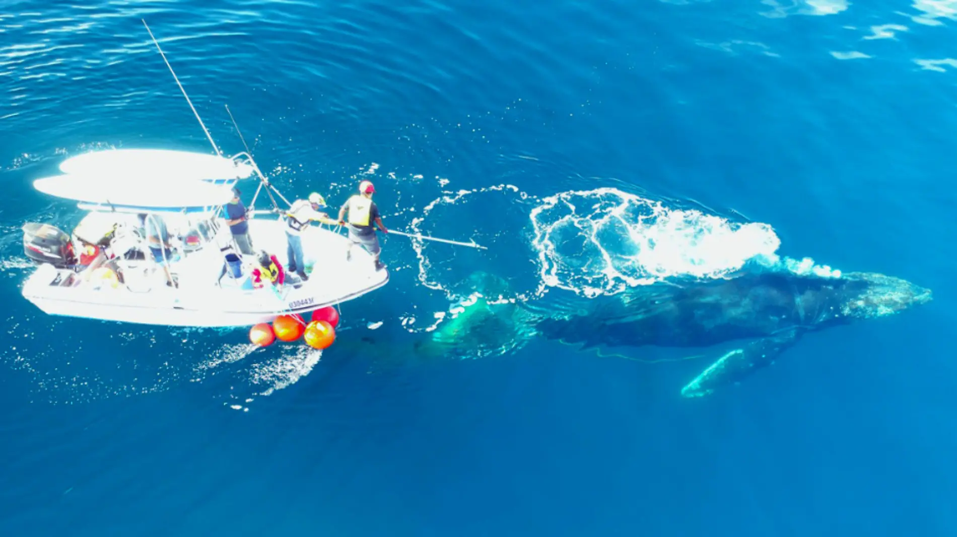 Salvan a joven ballena enmallada en La Paz 